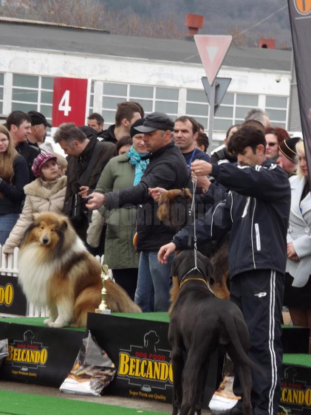 Record de participare la concursul de câini de rasă din parcarea Shopping City Suceava