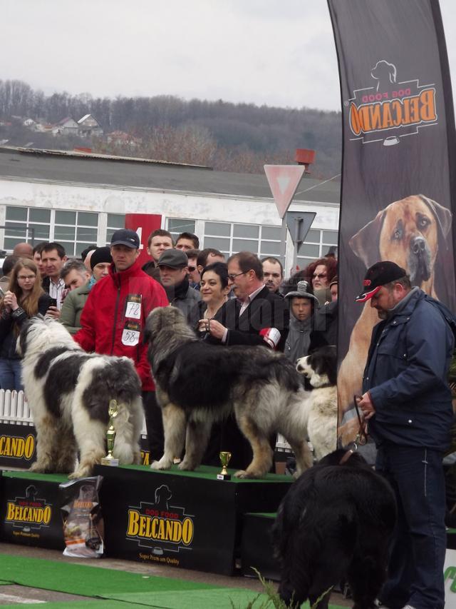 Record de participare la concursul de câini de rasă din parcarea Shopping City Suceava