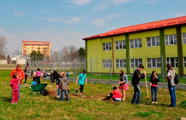 Elevii de la Şcoala Gimnazială Nr. 8 au plantat panseluţe