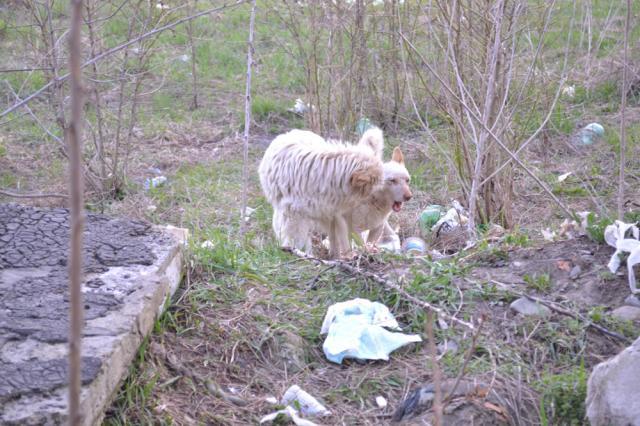 Câinii vor fi duşi în noul adăpost din lunca Sucevei