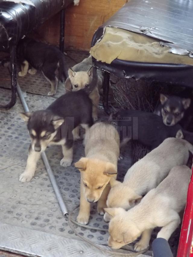 Zeci de pui de câini vagabonzi au fost adunaţi de pe lângă blocurile din Obcini