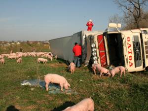 tir cu porci răsturnat la Salcea