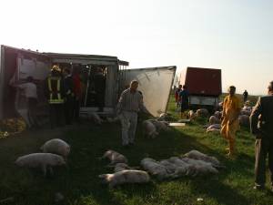 porci morţi după ce tirul care îi transporta, s-a răsturnat