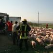 Tirul care transporta 900 de porci din Ungaria pentru o fermă din Vereşti s-a răsturnat la ieşirea din Salcea