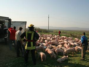 Tirul care transporta 900 de porci din Ungaria pentru o fermă din Vereşti s-a răsturnat la ieşirea din Salcea