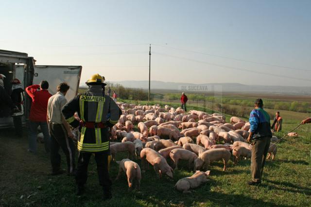 Tirul care transporta 900 de porci din Ungaria pentru o fermă din Vereşti s-a răsturnat la ieşirea din Salcea
