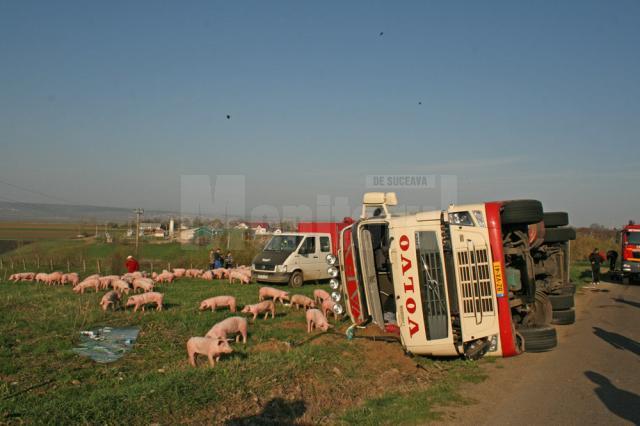 Tirul care transporta 900 de porci din Ungaria pentru o fermă din Vereşti s-a răsturnat la ieşirea din Salcea