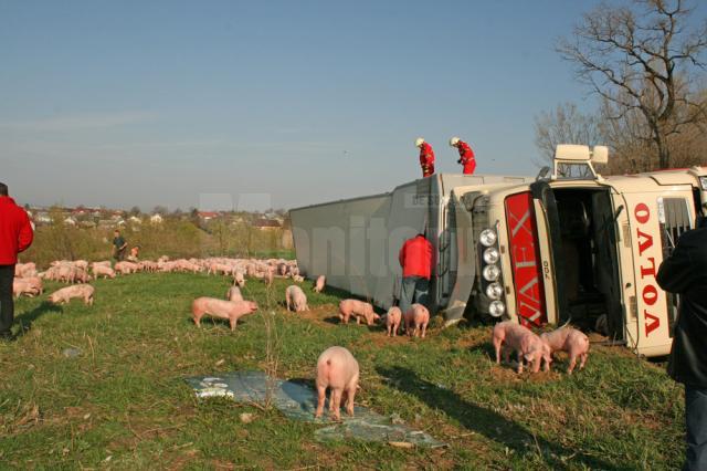 Tirul care transporta 900 de porci din Ungaria pentru o fermă din Vereşti s-a răsturnat la ieşirea din Salcea