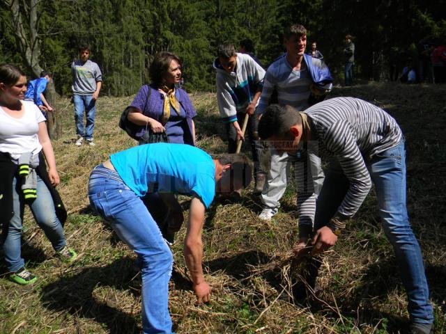 Peste 500 de puieţi de arbori, plantaţi de elevi ai Școlii Profesionale Speciale din Câmpulung Moldovenesc