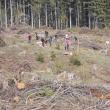 Aproape 10 hectare au fost împădurite cu sprijinul voluntarilor, la Sadova