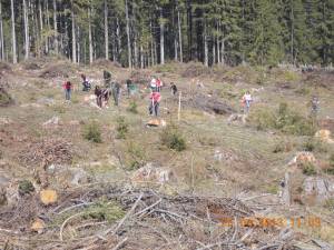 Aproape 10 hectare au fost împădurite cu sprijinul voluntarilor, la Sadova