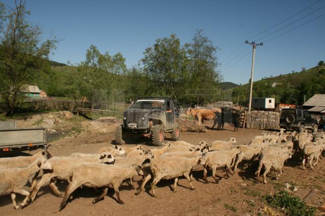 Oile, vacile şi maşinile de teren pleacă împreună în transhumanţă