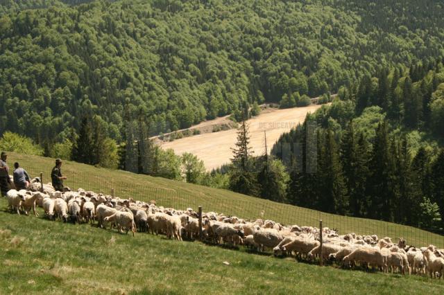 După multe ore de mers, oile au ajuns pe munte