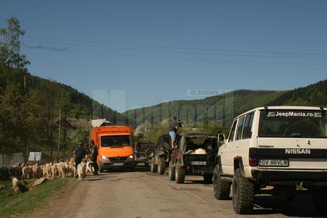 Oi şi maşini de teren în drum spre stâna de pe munte