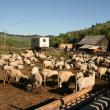 Oile sunt duse pe munte în prima sâmbătă de după Paşte