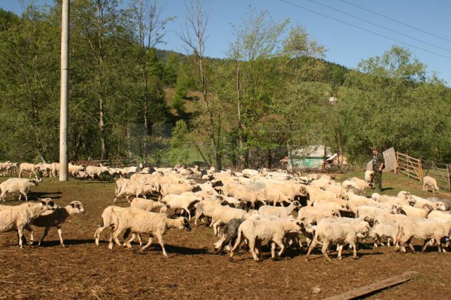 Oile sunt duse pe munte în prima sâmbătă de după Paşte