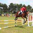 Peste 100 de cai de rasă din toată ţara vor concura la Cupa Bucovina 2013
