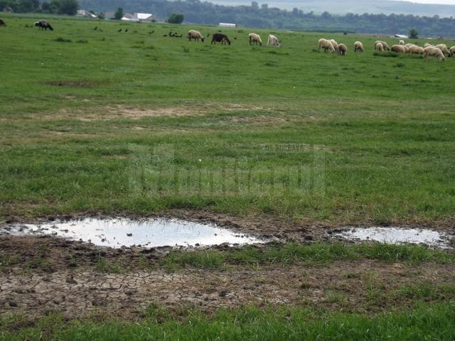 Deşeurile au fost aruncate nu departe de locul în care păşteau oile