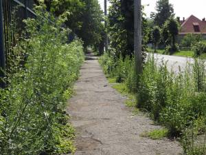 Din trotuarele din zona Gării Iţcani a mai rămas doar o poteca străjuita de vegetaţie înaltă cât un om