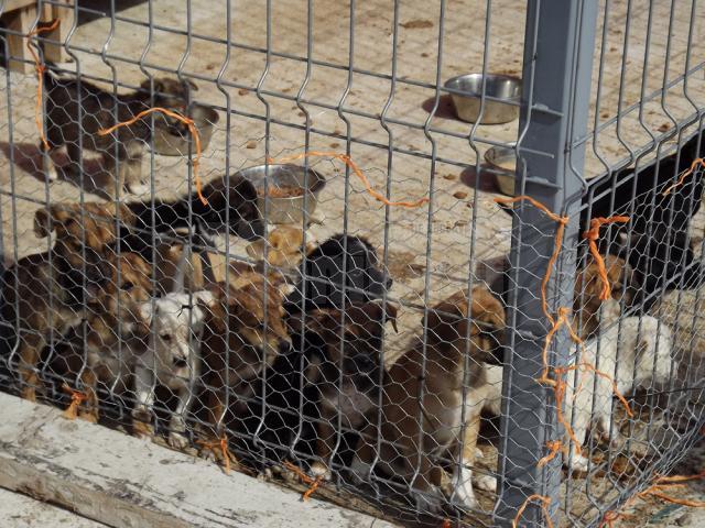 Voluntari din Germania, veniţi să ofere condiţii mai bune de viaţă câinilor din adăpostul Sucevei