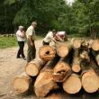 Pădurile, puse la pământ din cauza gândacului de scoarţă