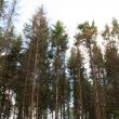 Pădurile, puse la pământ din cauza gândacului de scoarţă