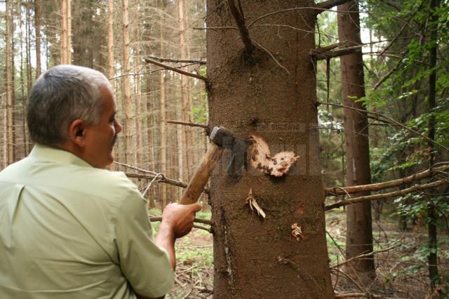 Deşi pare sănătos, bradul este aproape de a se usca