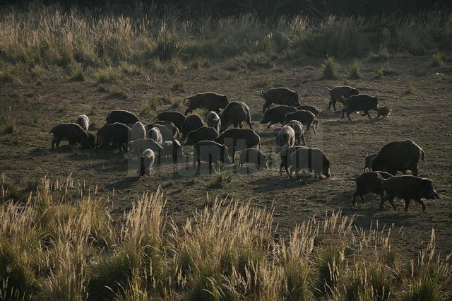 În ţarcul de la Marginea trăiesc aproape 400 de mistreţi