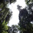 Peste 2.000 de specii de arbori ar putea fi admiraţi în parcul dendrologic Şipote