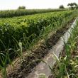 Canalele de irigaţie sunt un esenţiale pentru legumele din sera de la Bursuceni