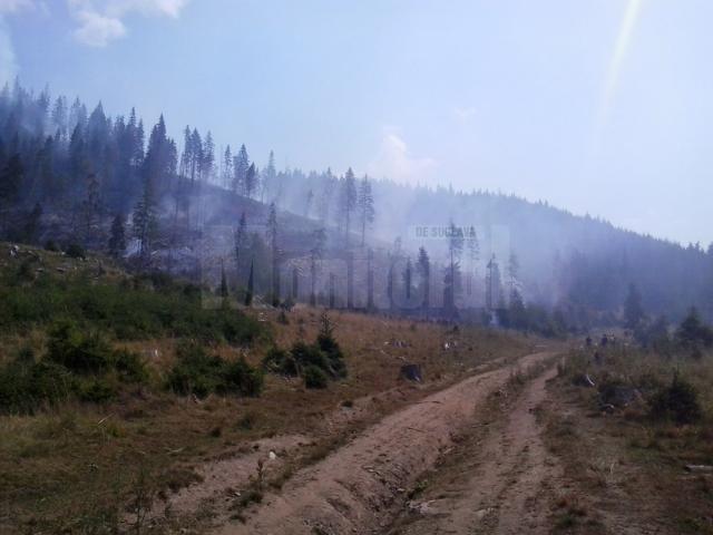 Peste 100 de pompieri au intervenit pentru stingerea unui incendiu de pădure, pe raza comunei Cârlibaba