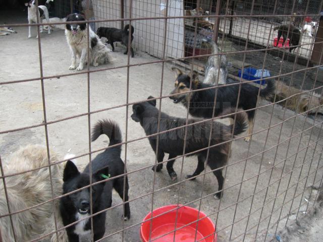 1.800 de câini vor fi cazaţi în cele două adăposturi din Lunca Sucevei
