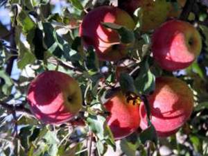 Trei persoane au fost surprinse în timp ce furau sute de kilograme de mere de la Staţiunea de Cercetare şi Dezvoltare Pomicolă Fălticeni
