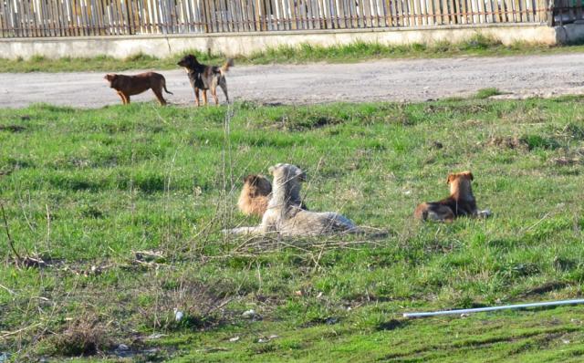 Din toate cartierele Sucevei, cetăţenii solicită strângerea câinilor vagabonzi