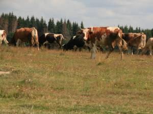 Începând de marţi se pot depune cererile de subvenţii pentru bovine