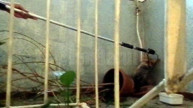 Vulpea a fost prinsă în scara blocului, cu crosa folosită pentru capturarea maidanezilor
