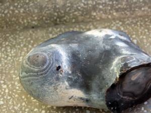 Meteoritul de la Bosanci