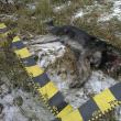 Mai mulţi câini maidanezi au fost ucişi prin împuşcare în oraşul staţiune de interes naţional Vatra Dornei