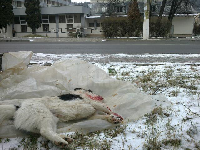 Mai mulţi câini maidanezi au fost ucişi prin împuşcare în oraşul staţiune de interes naţional Vatra Dornei
