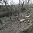 Copacul a căzut pana pe drumul din faţa casei familiei Blahovici, unde se aflau cele două victime