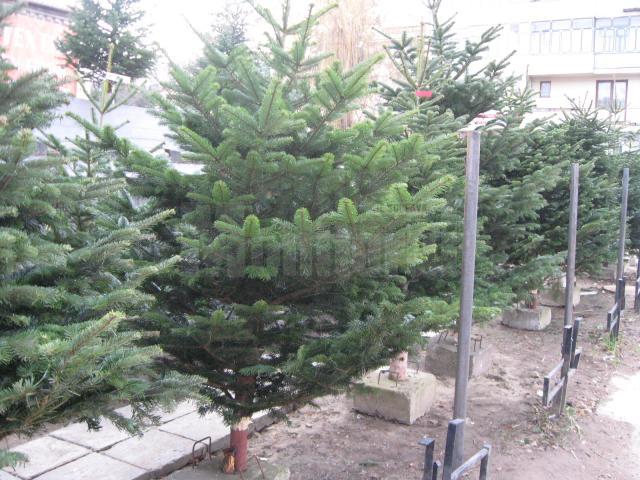 Bărbaţi din Botoşani, prinşi la Dumbrăveni cu pomi de Crăciun fără acte