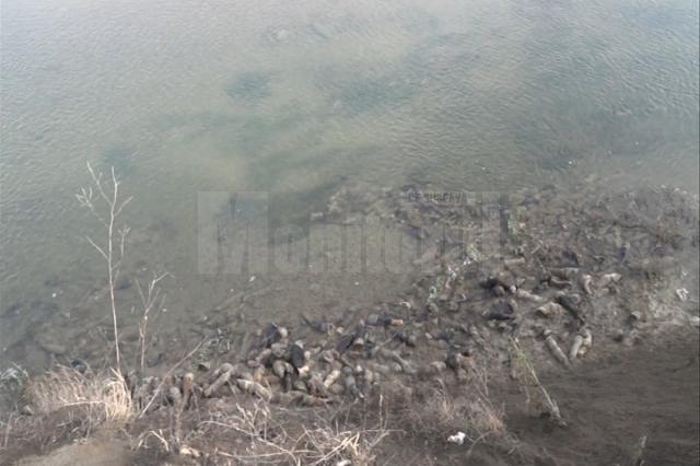 Sute de copite de cai, aruncate în râul Siret, pe raza comunei Fântânele