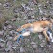 Animalele ucise cu sadism au fost găsite pe marginea drumului dintre Dărmăneşti şi Todireşti