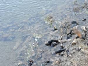 Autorităţile au deschis o anchetă pentru a-i identifica pe cei care au aruncat copitele de cai pe malul râului Siret