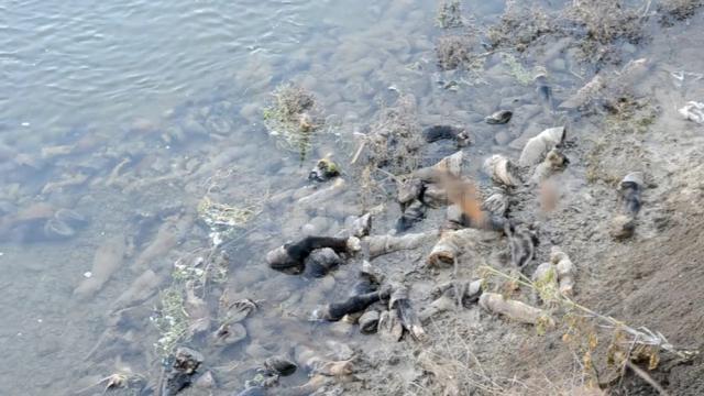 Autorităţile au deschis o anchetă pentru a-i identifica pe cei care au aruncat copitele de cai pe malul râului Siret