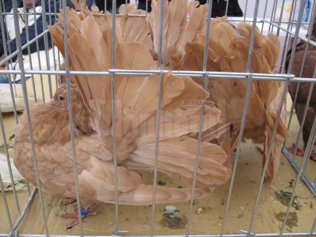 Porumbei de expoziţie