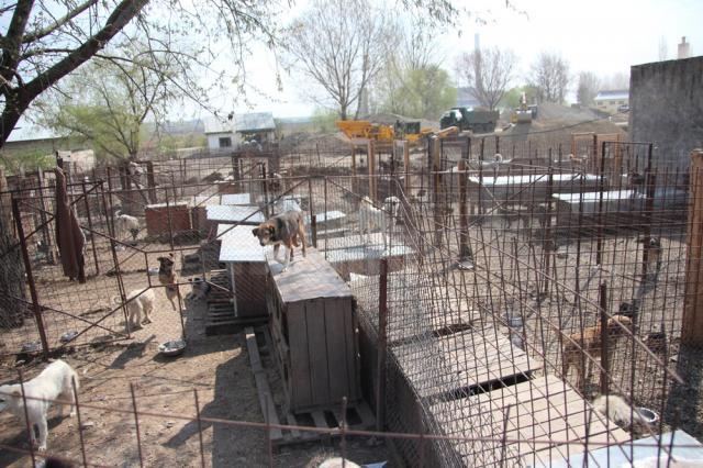 Săptămâna viitoare, la adăpostul de câini din lunca Sucevei se va desfăşura o campanie gratuită de sterilizare a câinilor şi pisicilor