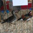 Expoziţia de  păsări şi mamifere mici poate fi vizitată până duminică, la ora 14.00, la Complexul Orizont 2000 din Burdujeni