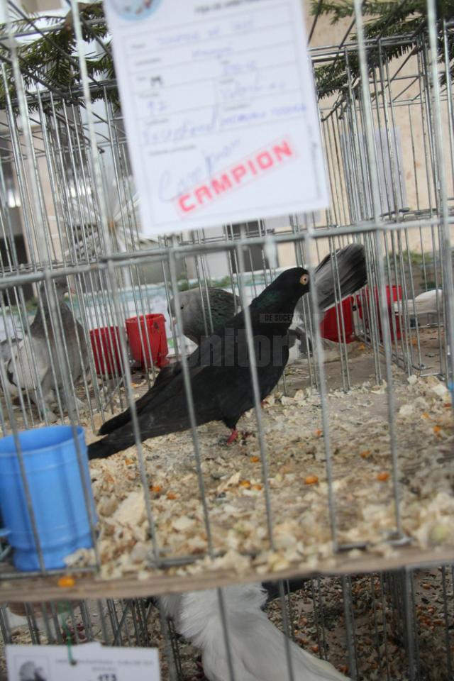 Expoziţia de  păsări şi mamifere mici poate fi vizitată până duminică, la ora 14.00, la Complexul Orizont 2000 din Burdujeni