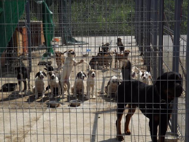 Câini din adăpostul din lunca Sucevei